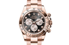Oyster, 40 mm, Everose gold